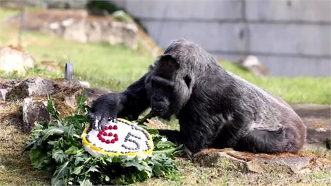 世界最高齡　德國大猩猩「法圖」歡慶65歲大壽