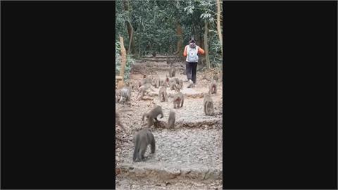 20.30隻猴子群聚 民眾：可能是烙猴打架?
