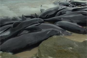 150頭鯨魚擱淺西澳海灘 救援困難僅15頭倖存