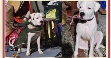 獨/曾罹口腔癌鬼門關前走一遭! 彰化男領養杜告犬取「健康」盼平安竟虐死