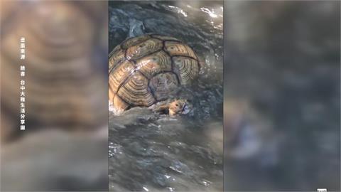 四腳朝天險滅頂　蘇卡達象龜落難水溝載浮載沉