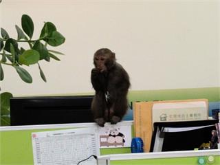 辦公室打卡上班？台灣獼猴趴趴走　桃園農業局已捕獲