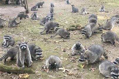 浣熊氾濫怎辦？德國肉販抓來「灌香腸」竟大賣　饕客開150公里嚐鮮口感曝