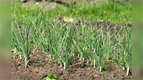 快新聞／3姊妹吃不明野菜後頭暈送醫　疑為「抗乙醯膽鹼中毒」