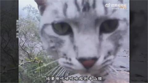 中國河南絕望坡家貓　常遭山友誤認成浪貓帶下山