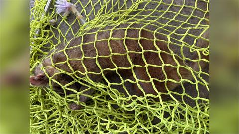 台東鼬獾患「狂犬病」咬傷遊客！5月已累計3例　農業處籲民眾當心