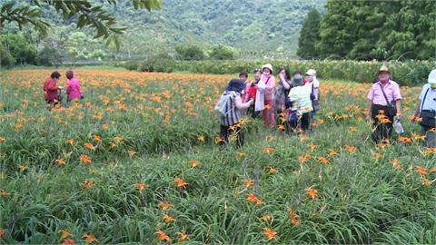暑假出遊！頭社夢幻金針花海　50公頃活盆地「草地如水床」