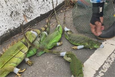 快新聞／中央地方不同調？　台南農業局發函「無許可禁抓綠鬣蜥」網全傻眼
