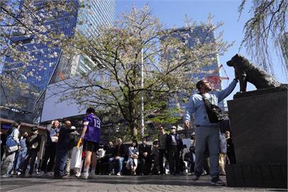 京都「觀光特急巴士」上路！　遊客、市民分流「直達旅遊熱點」