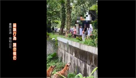 離譜！「少年Pi」斑點鬣狗遭遊客騷擾　動物園：脫序行為依法究辦