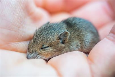 日本科學家用冷凍乾燥體細胞複製老鼠　有望保護物種免於滅絕