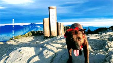 怎麼上去的？比特犬在3千米高南湖大山待半年 