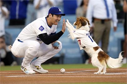 MLB（影）／愛犬Dekopin超萌開球　狗爸爸大谷喊緊張「練了三個禮拜...」