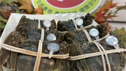 秋蟹來了！　苗栗大閘蟹上市　掃QR　Code　可溯源