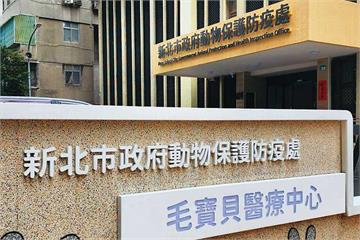 【動保虐貓黑幕多】遭控護航虐貓包商還出賣檢舉人　新北動保處連爆爭議