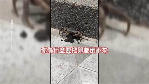 陸蟹"上門棄卵"落跑 屋主錯愕助孵化放回大海