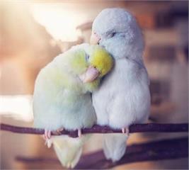 鳥奴快追蹤《動物攝影師的鳥情侶》甜甜的照片讓人忍不住微笑