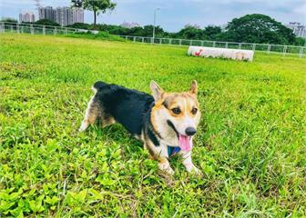 高灘處打造七座河濱寵物公園　陪伴毛孩共享國際狗狗日