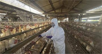 彰化蛋雞場芬普尼全面採樣監測啟動　第一梯15場高風險場「均未檢出」