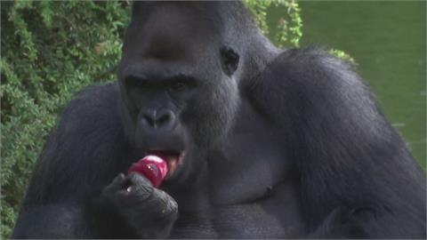 柏林動物園抗暑大作戰　特製蔬果冰棒大猩猩狂嗑