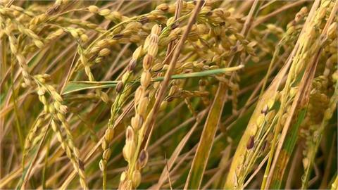 氣候異常農民稻作減產　農業部「水稻險」理賠金額出爐