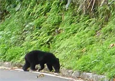 快新聞／花蓮熊出沒！南安瀑布驚見黑熊媽媽帶小熊覓食　溫馨畫面曝光