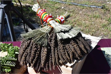 高雄農改場助茂林區多納部落復育「雙黑」 再現魯凱族「黑米祭」傳承農耕文化