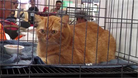 馬來西亞辦「加菲貓」選拔賽　破百隻橘貓齊聚超吸睛