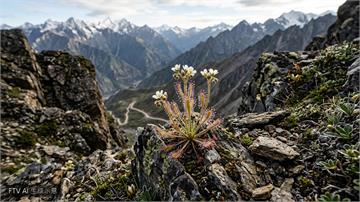 中國高山發現新食肉植物　證實 Charles Darwin 預言