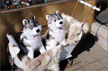 這是真的！怪大叔「哈士奇玩偶」屁股挖洞性侵射精