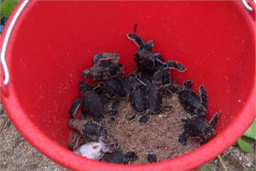 墾丁首見綠蠵龜產卵  27隻小海龜成功野放
