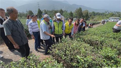 疫情影響茶葉出口　農糧署媒合飯店推茶莊之旅