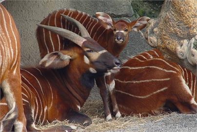 快新聞／慶祝麟洋配奪冠！北市府推出多項場館優惠　動物園「羚羊合照」拿好禮！