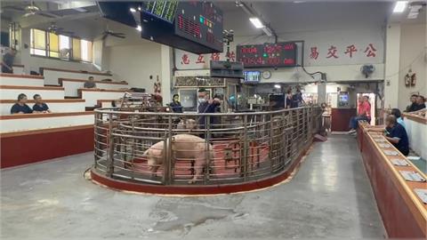 防範豬瘟！2027年起全面禁用廚餘養豬　首次違規「重罰20萬起跳」