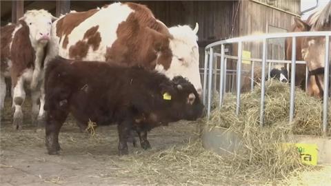德國迷你小牛僅有80公分　險被屠宰　到收容所開心認養母