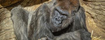 聖地牙哥野生動物園現武肺　大猩猩染疫