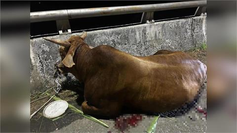 快新聞 / 埔里受傷黃牛有家了! 善心人士購買移往他處