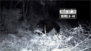 防黑熊闖進山屋 台東林管處建置通報系統