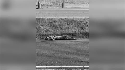 快新聞／今年首起石虎路殺！疑為覓食過馬路遭撞　保育團體盼設「安全通道」