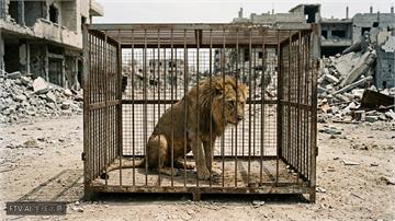 加薩戰火摧殘動物園　園主跨城遷徙盼為兒童帶來慰藉