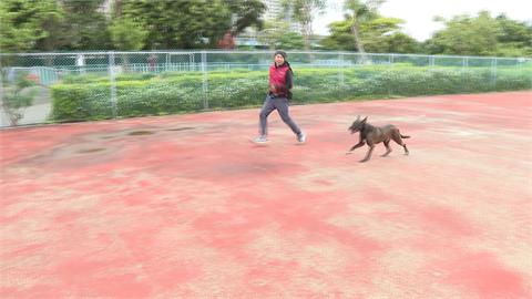 國內這六犬種被列為危險犬隻　比特犬攻擊性強是「唯一禁養」