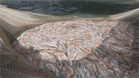 怵目驚心！智利養殖場4200噸鮭魚缺氧暴斃