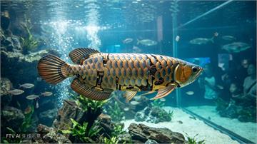 2026世界機器人大會　仿生金龍魚亮相可水下巡檢