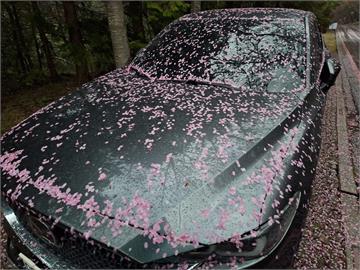 快新聞／武陵農場內不只有粉色地毯　浪漫「櫻花毛毯」覆蓋車上！