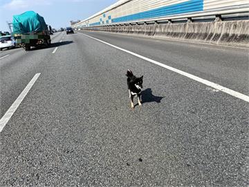 淘氣黑色柴犬大鬧國道2號　和警方玩老鷹抓小雞