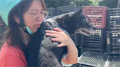高額50萬懸賞找美琪遭傳是詐騙？　謠言不攻自破