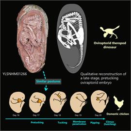 6600萬年罕見完整恐龍胚胎出土　偷蛋龍孵化過程如現代鳥類