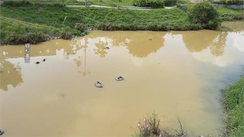 竹溪變黃河？自來水公司爆管「泥水流入溪」　魚蝦受害、南市府擬求償