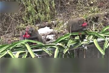 獼猴大吃紅龍果 農民傷腦筋