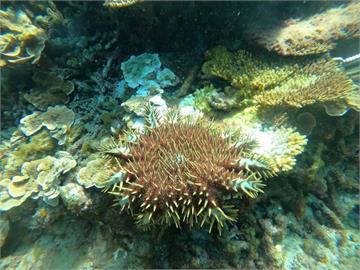 澎湖七美棘冠海星密度達警戒值　專案除棘護珊瑚礁
